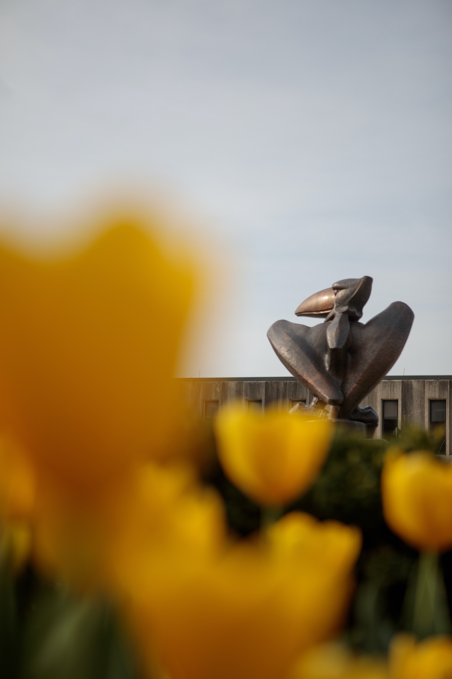 Tulips in front of Wescoe Hall and Jayhawk statue
