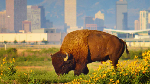 a bison grazing on grass in front of the denver skyline